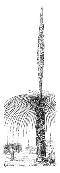 이것은 호주에 Xanthorrhaea 식물의 이미지 그것은 또한로 알려져 Blackboy 빈티지 — 스톡 벡터