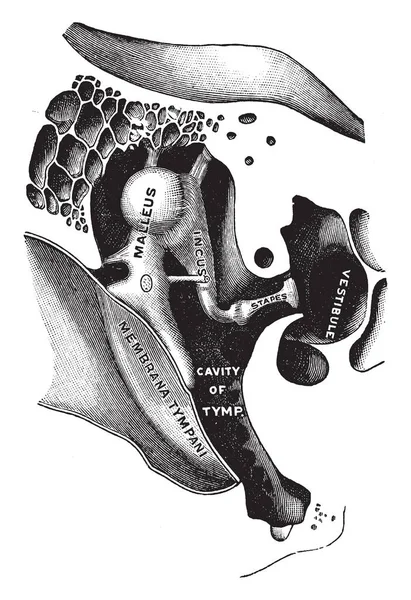 Questa Illustrazione Rappresenta Ossicle Del Timpano Disegno Linee Vintage Incisione — Vettoriale Stock