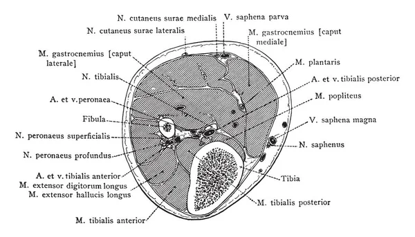 Sección Través Pierna Tres Pulgadas Por Debajo Articulación Derecha Rodilla — Archivo Imágenes Vectoriales