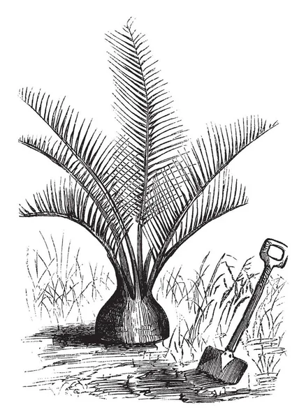 Een Foto Toont Arrowroot Plant Het Behoort Tot Kokosnoot Boom — Stockvector