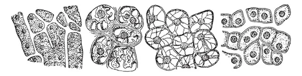 Questo Diagramma Rappresenta Cellule Epatiche Digestione Disegno Linee Vintage Illustrazione — Vettoriale Stock