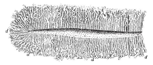 この図は子宮 ビンテージの線描画や彫刻イラストのライニング膜を表します — ストックベクタ