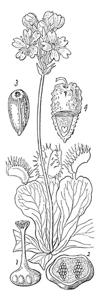 金星蝇植物的图片显示它的花 叶和雌蕊部分 它属于家庭 Droseraceae 原产于亚热带湿地 复古线条画或雕刻插图 — 图库矢量图片