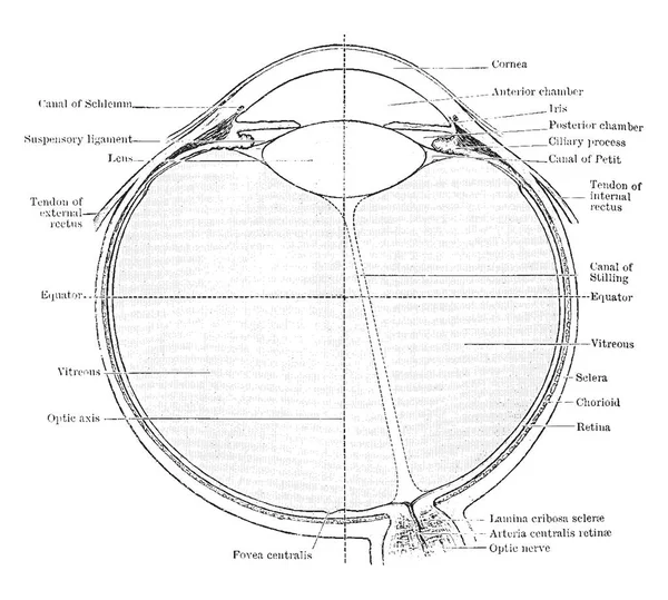 Esta Ilustración Representa Globo Ocular Nervio Óptico Dibujo Línea Vintage — Vector de stock