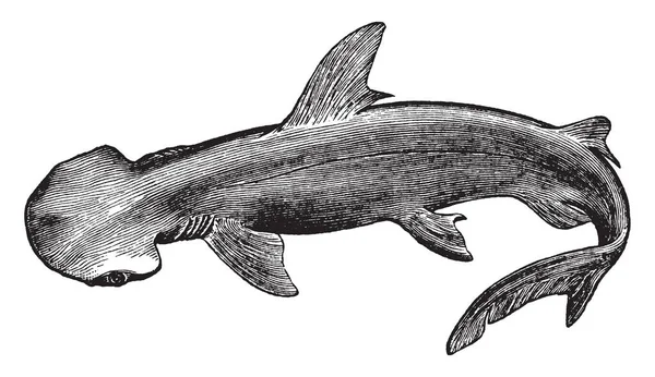 Bonnethead 鲨鱼是 Sphyrnidae 家族中的一只小鲨鱼锤头 复古线画或雕刻插图 — 图库矢量图片