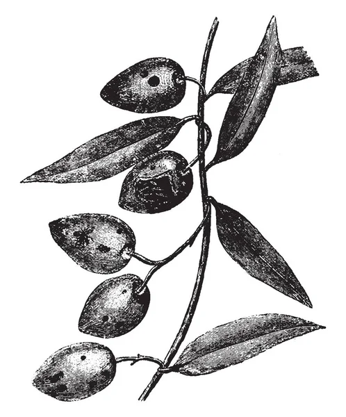 这个图像代表橄榄攻击的寡鬃 Oleae 复古线画或雕刻插图 — 图库矢量图片