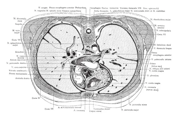 Ábra Ábrázol Egy Keresztmetszetét Törzsön Keresztül Aorta Vintage Vonalas Rajz — Stock Vector