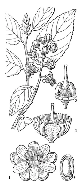 Esta Imagen Muestra Proceso Germinación Una Semilla Dibujo Línea Vintage — Vector de stock