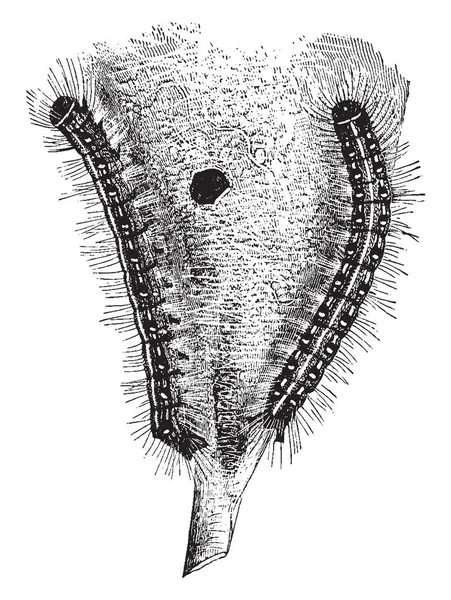 Намет Гусениць Помірно Розміру Вид Роду Malacosoma Молі Родини Lasiocampidae — стоковий вектор