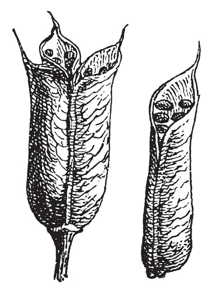 飞燕的果实 由单一心皮形成 复古线画或雕刻插图组成的干单细胞种子容器 — 图库矢量图片