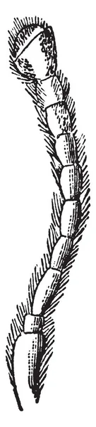 ビンテージの線描画や彫刻イラストの生活の中で非常に重要な一部である Asida 種のアンテナ — ストックベクタ