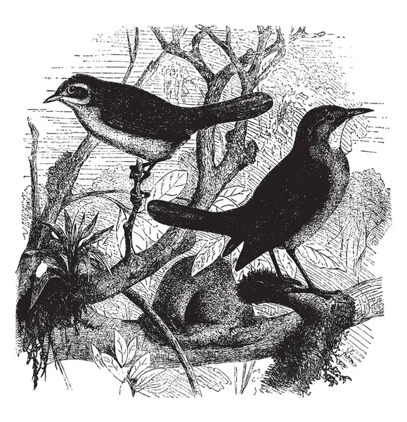 Questa Immagine Rappresenta Furnarius Rufus Oven Bird Illustrazione Linee Vintage — Vettoriale Stock