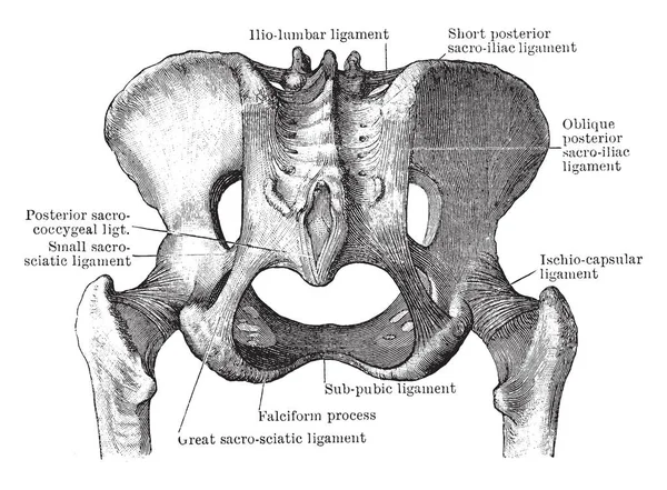 这个插图代表从后面看到的骨盆关节 老式的线条画或雕刻插图 — 图库矢量图片