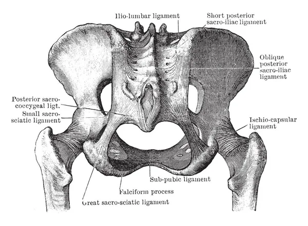 Questa Illustrazione Rappresenta Giunti Pelvici Visti Dietro Disegno Linee Vintage — Vettoriale Stock