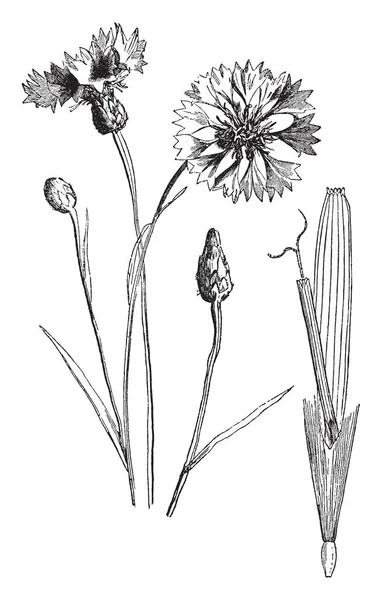 一幅图片显示蒲公英小花 又称蒲公英 它属于菊科家族 这是蒲公英植物的种类 复古线画或雕刻插图 — 图库矢量图片