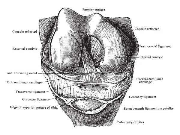 Esta Ilustración Representa Articulación Rodilla Abierta Flexionada Dibujo Línea Vintage — Archivo Imágenes Vectoriales