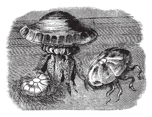 빈티지 그림의 표면에 Rhyzostoma Cuvierii — 스톡 벡터