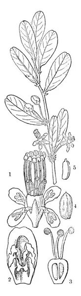 Des Organes Plantes Coca Qui Poussent Droit Des Pétales Des — Image vectorielle