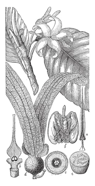 果実及び種子 ビンテージの線描画を含むフタバガキのさまざまな部分を表示または彫刻のイラスト図 — ストックベクタ