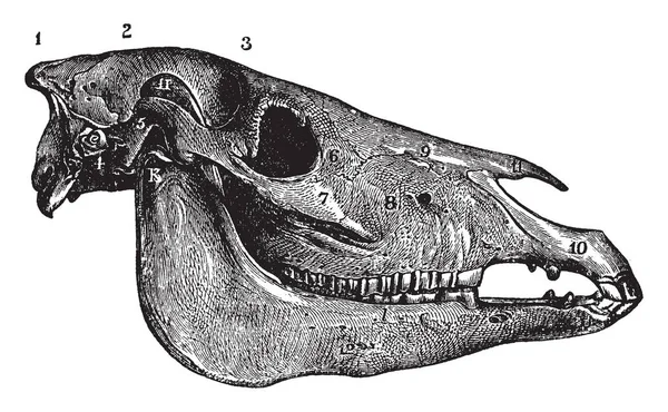 Aspecto Lateral Caveira Cavalo Tem Osso Occipital Osso Parietal Desenho — Vetor de Stock