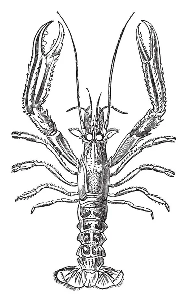 Nephrops Norvegicus 유니폼 이동식 빈티지 드로잉 그림의 마지막 — 스톡 벡터