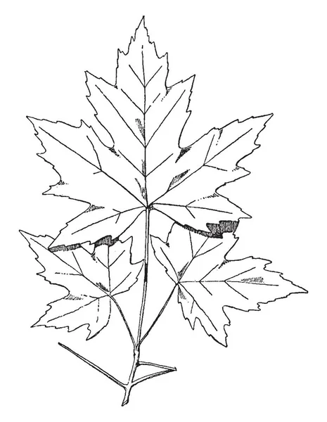 Spray Sugar Maple Disegni Sono Stati Spesso Utilizzati Fregi Disegno — Vettoriale Stock