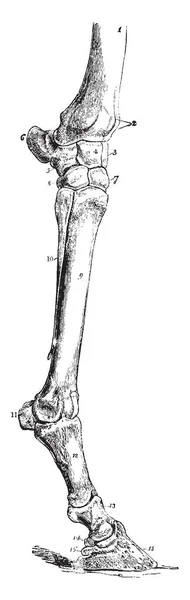 Scanalatura Delle Gambe Cavallo Tendini Estensori Disegno Linee Vintage Illustrazione — Vettoriale Stock