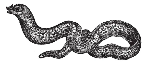 Moray Eel Est Une Grande Anguille Cosmopolite Famille Des Muraenidae — Image vectorielle