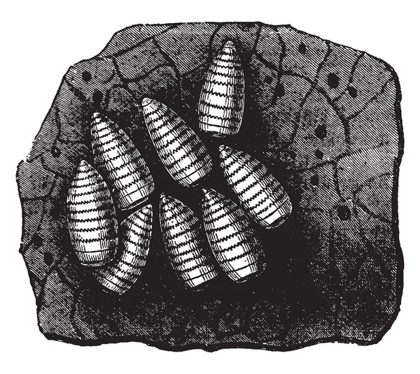 Esta Imagen Representa Larvas Gadfly Una Porción Del Estómago Del — Archivo Imágenes Vectoriales