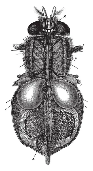 这张图片代表昆虫的循环和呼吸器官 复古线条画或雕刻插图 — 图库矢量图片