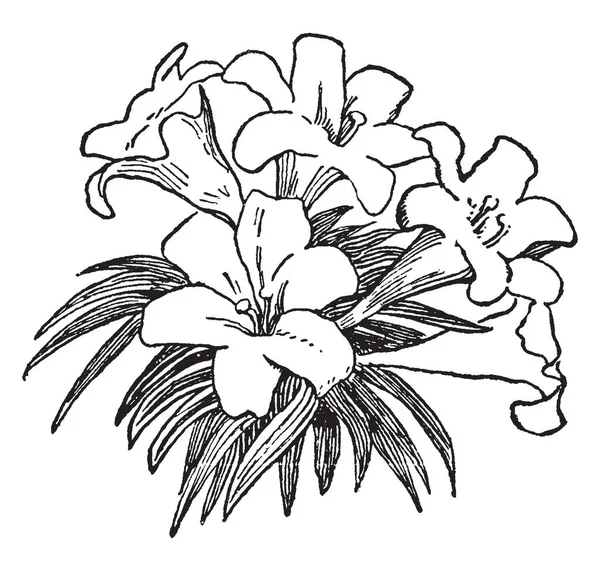 Изображение Изображает Красоту Лилий Лилии Группа Цветущих Растений Которые Играют — стоковый вектор