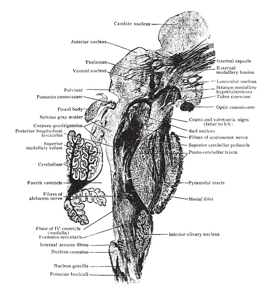 Sagittal Beyin Sapı Uçak Bölümünün Orta Hat Vintage Çizgi Çizme — Stok Vektör