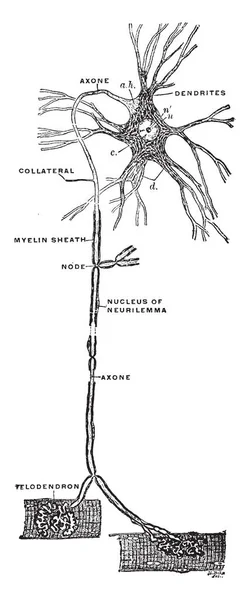 这个例证代表中央马达神经元的计划 复古线图画或雕刻例证 — 图库矢量图片