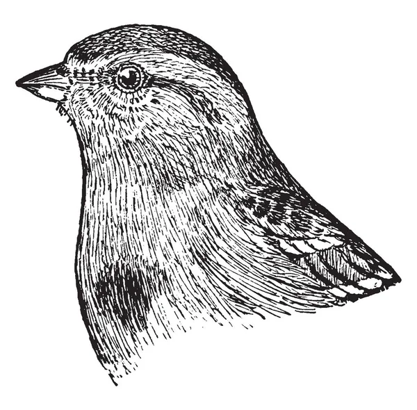 Árvore Sparrow Raças Sobre Maior Parte Europa Sibéria Desenho Linha — Vetor de Stock