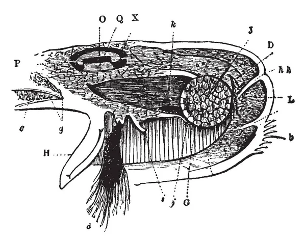 この図を表します足マントルとムラサキイガイ ビンテージの線描画や彫刻図の卵管 — ストックベクタ