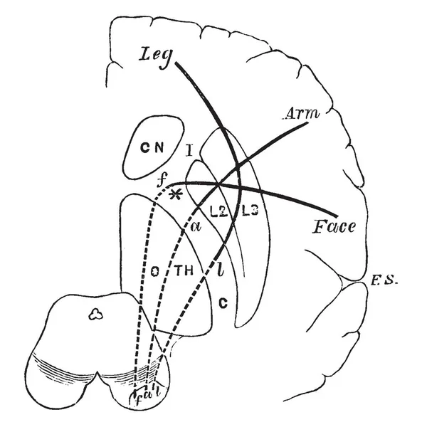 Cru ビンテージの線描画や彫刻イラストに大脳皮質からのコースでいくつかの運動路の相対的な位置を示す図 — ストックベクタ