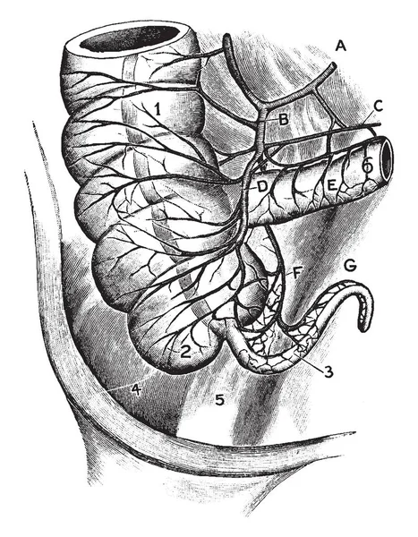 この図は 盲腸と付録 ビンテージの線描画や彫刻イラストの動脈の血液供給を表します — ストックベクタ
