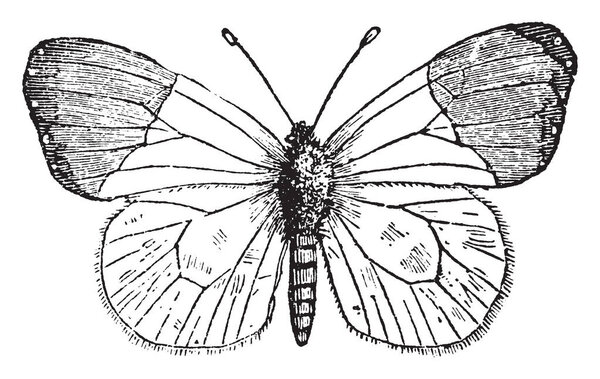 Anthocharis Cardamines in which the extremity of the upper wings of a beautiful orange yellow, vintage line drawing or engraving illustration.