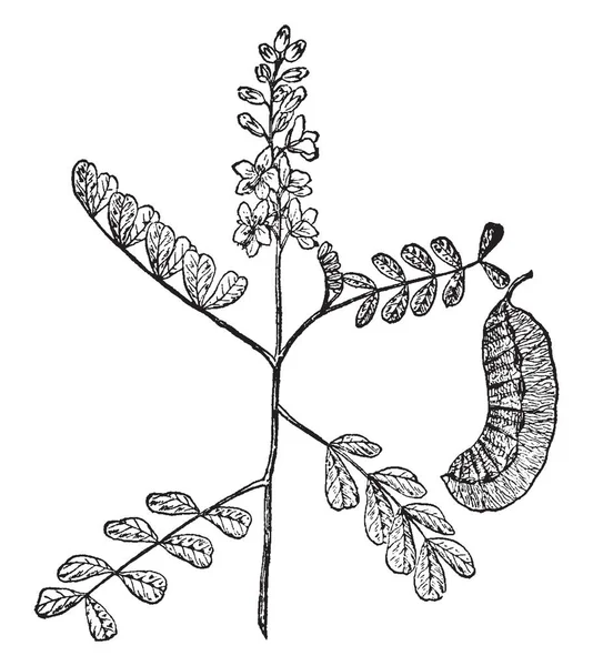 写真は フラットの豆とセナの枝の開花植物を示しています カッシア ガム中国セナの種子のエキス 増粘剤 ビンテージの線描画や彫刻イラストとして使用されます — ストックベクタ