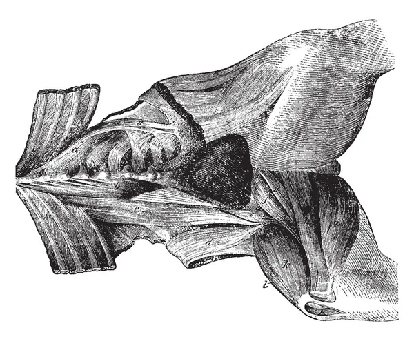 Esta Imagen Representa Músculos Región Femoral Del Caballo Dibujo Línea — Archivo Imágenes Vectoriales