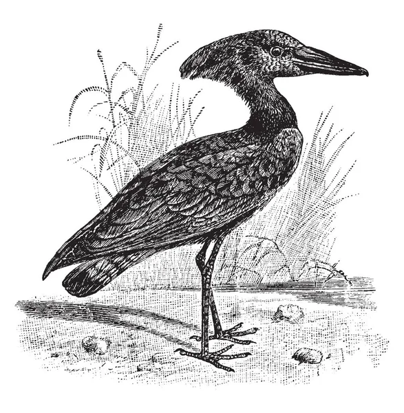 Hammerkop Wading Птах Родини Scopidae Названий Форму Гребінь Дзьоб Vintage — стоковий вектор