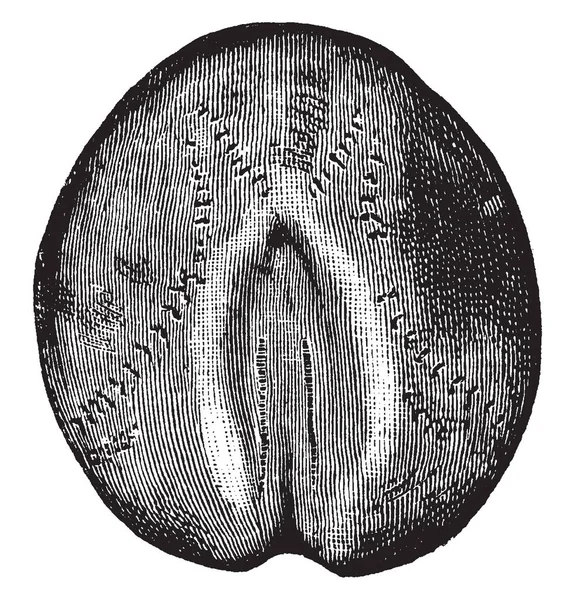 Les Oursins Cardiaques Sont Également Connus Sous Nom Oursins Spatangoïdes — Image vectorielle