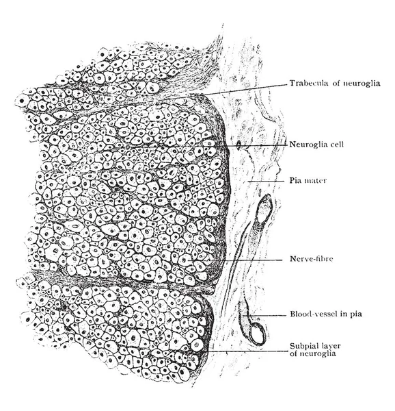 Partie Périphérique Section Transversale Moelle Épinière Montrant Les Fibres Nerveuses — Image vectorielle