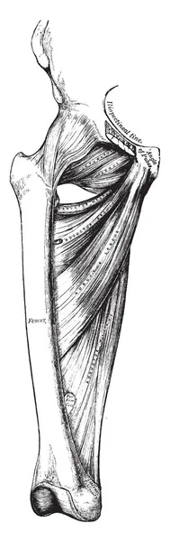 Questa Illustrazione Rappresenta Muscoli Profondi Della Gamba Disegno Linea Vintage — Vettoriale Stock