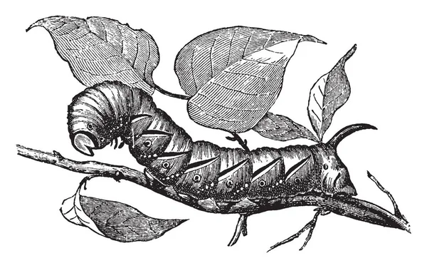 イボタノキ オオスカシバの幼虫に最も似ている寓話 ビンテージの線描画や彫刻イラストのスフィンクス — ストックベクタ