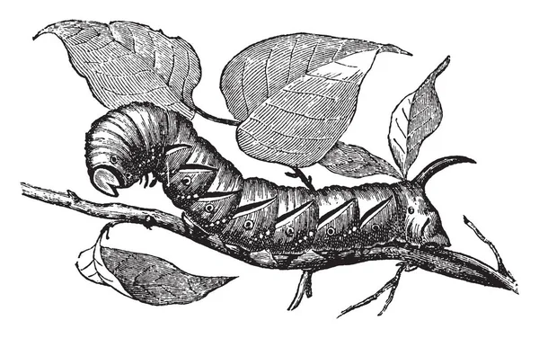 Larva Privet Hawk Falena Assomiglia Più Alla Sfinge Della Favola — Vettoriale Stock