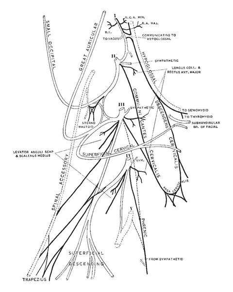 この図は 頸神経叢 ビンテージの線描画や彫刻イラスト — ストックベクタ