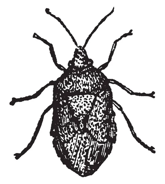 Gray Pentatoma Die Een Soort Van Bug Die Meestal Ilves — Stockvector