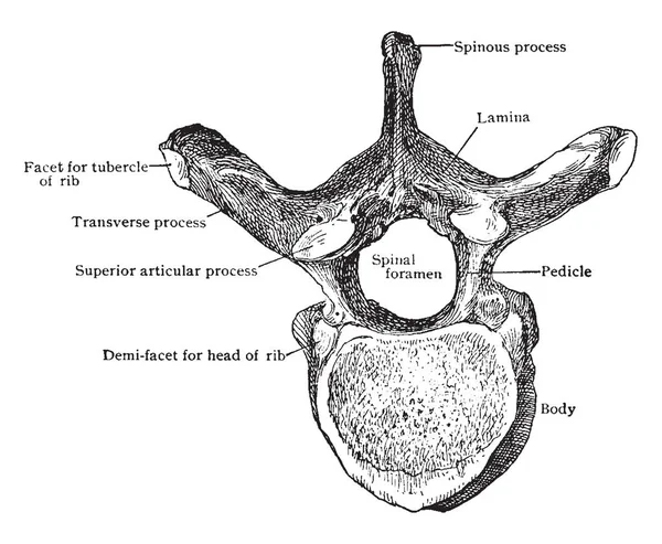 Questa Illustrazione Rappresenta Sesta Vertebra Toracica Dall Alto Disegno Linee — Vettoriale Stock