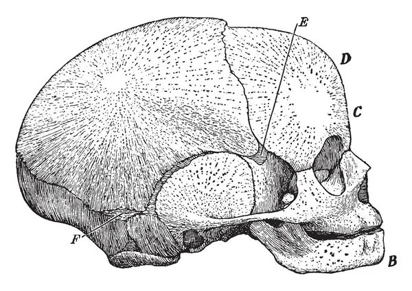 Cette Illustration Représente Une Vue Latérale Crâne Foetal Dessin Ligne — Image vectorielle